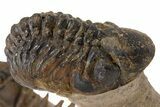 Huge Crotalocephalina Trilobite With Reedops - Lghaft, Morocco #301949-5